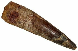 Fossil Spinosaurus Tooth - Restored Tip #355728