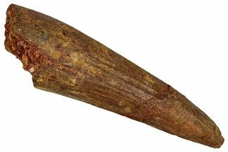 Fossil Spinosaurus Tooth - Real Dinosaur Tooth #355730