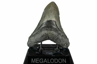 Fossil Megalodon Tooth - North Carolina #355835