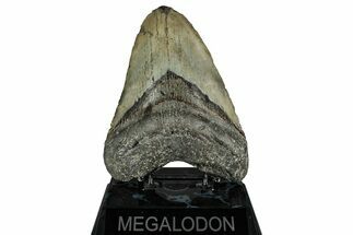 Fossil Megalodon Tooth - North Carolina #355836