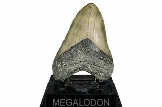 Fossil Megalodon Tooth - North Carolina #355838