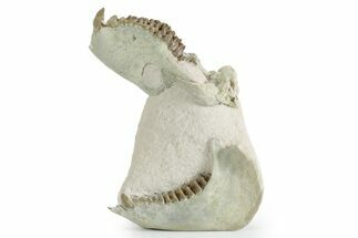 Disarticulated Fossil Oreodont (Merycoidodon) Skull - South Dakota #351742