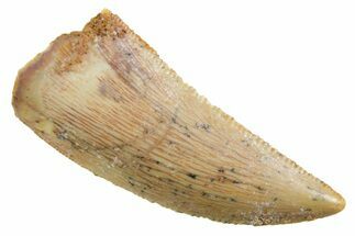 Serrated Raptor Tooth - Real Dinosaur Tooth #355531