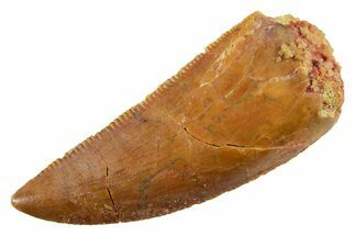 Serrated Raptor Tooth - Real Dinosaur Tooth #355532