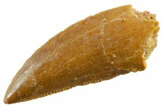 Serrated Raptor Tooth - Real Dinosaur Tooth #355535