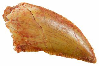 Serrated Raptor Tooth - Real Dinosaur Tooth #355544