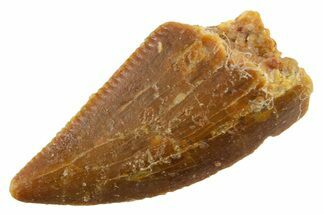 Serrated Raptor Tooth - Real Dinosaur Tooth #355546