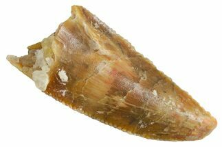 Serrated, Raptor Premaxillary Tooth - Real Dinosaur Tooth #355553