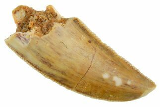 Serrated Raptor Tooth - Real Dinosaur Tooth #355566