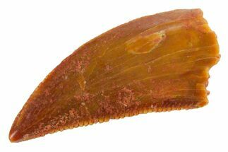 Serrated Raptor Tooth - Real Dinosaur Tooth #355574