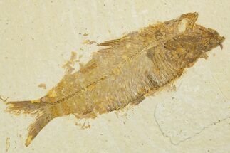 Detailed Fossil Fish (Knightia) - Wyoming #355650