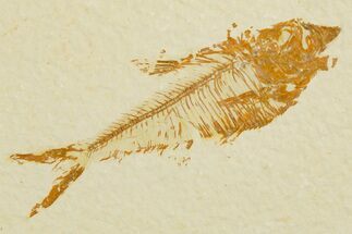 Fossil Fish (Diplomystus) - Wyoming #355653