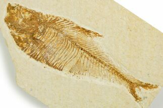 Detailed Fossil Fish (Diplomystus) - Wyoming #355661