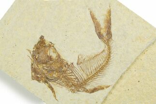 Bargain, Fossil Fish (Diplomystus) - Wyoming #355679