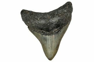 Fossil Megalodon Tooth - North Carolina #355739