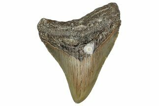Fossil Megalodon Tooth - North Carolina #355740