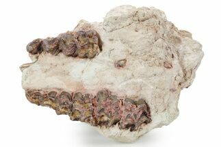 Bargain, Fossil Oreodont Upper Skull Section - South Dakota #355971