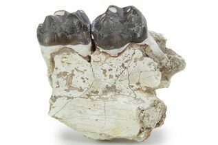 Recently Added For Sale