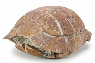 Premium Specimens For Sale