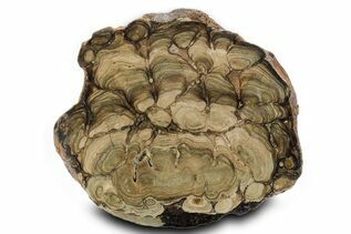 Buy Stromatolites 
