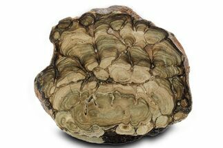 Polished Fossil Stromatolite (Chlorellopsis?) Section - Wyoming #355981