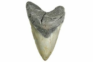 Fossil Megalodon Tooth - North Carolina #355704