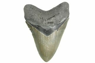 Sharply Serrated, Fossil Megalodon Tooth - North Carolina #355706