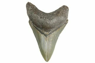 Fossil Megalodon Tooth - North Carolina #355712