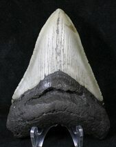 Razor Sharp Megalodon Tooth - North Carolina #19018