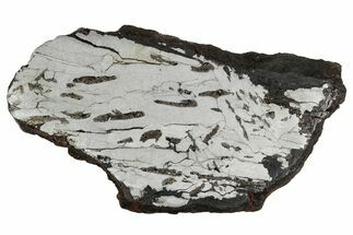 Etched Canyon Diablo Meteorite Slice ( g) - Arizona #356051