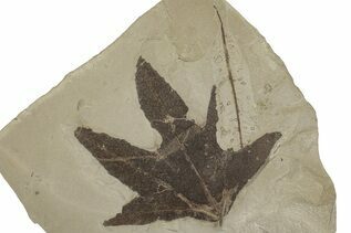 Plant Fossils For Sale