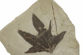 Fossil Sycamore (Macginitiea) Leaf - Green River Formation, Utah #356088