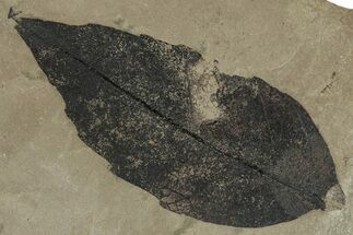 Fossil Oak Leaf (Quercus) - Insect Predation! #356094