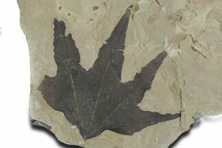 Fossil Sycamore (Macginitiea) Leaf - Green River Formation, Utah #356069
