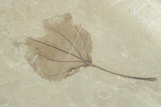 Detailed Fossil Leaf (Populus) - Insect Predation! #356109