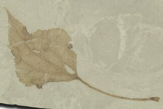 Detailed Fossil Leaf (Populus) - Green River Formation, Utah #356111