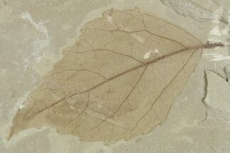 Detailed Fossil Leaf (Populus) - Green River Formation, Utah #356113
