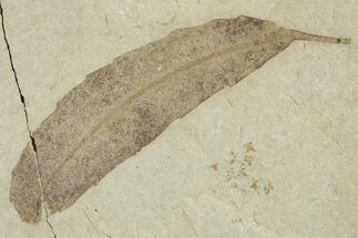 Detailed Fossil Leaf (Populus) - Green River Formation, Utah #356135