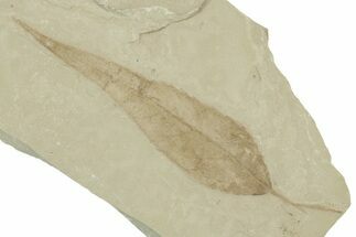 Detailed Fossil Leaf (Populus) - Green River Formation, Utah #356139