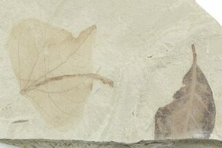 Eocene Fossil Leaf (Populus & Persea) Plate - Utah #356143