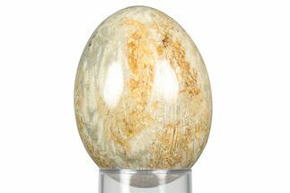 Polished Oligocene Fossil Coral Egg - Philippines #356296