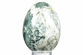 Polished Tree Agate Egg - India #356332
