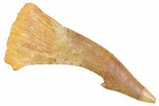 Fossil Sawfish (Onchopristis) Rostral Barb - Morocco #356407