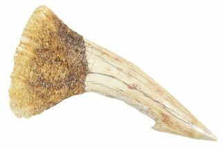 Fossil Sawfish (Onchopristis) Rostral Barb - Morocco #356415