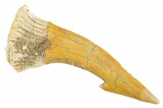 Fossil Sawfish (Onchopristis) Rostral Barb - Morocco #356427
