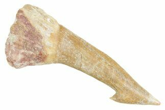 Fossil Sawfish (Onchopristis) Rostral Barb - Morocco #356449