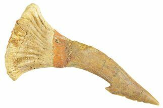 Bargain, Fossil Sawfish (Onchopristis) Rostral Barb - Morocco #356465