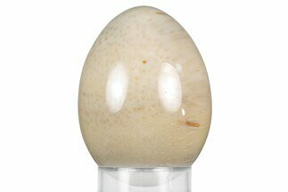 Petrified Palmwood (Palmoxylon) Egg - Louisiana #356476