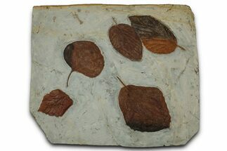 Wide Plate with Five Fossil Leaves (Three Species) - Montana #356542