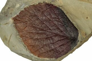 Colorful Fossil Leaf (Beringiaphyllum) - Montana #356547
